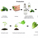 Lettuce production