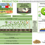 Soybean Production