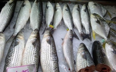 fresh-water fish (wild and farmed)