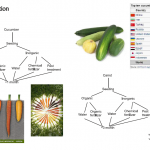 Carrot-cucumber production