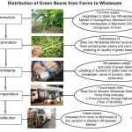 Green Beans distribution