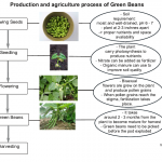 Green Beans production