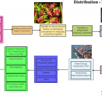 Dragon fruit-Pinapple distribution