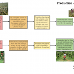 Dragon fruit-Pinapple production